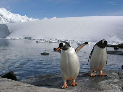 [Imagine: gentoo-penguins-400.jpg]