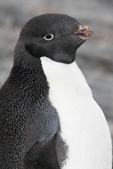 Adelie penguin in Antarctica