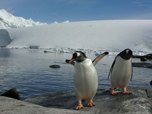 gentoo penguins antarctica